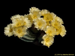 Echinocereus subinermis ssp. ochoterenae 735